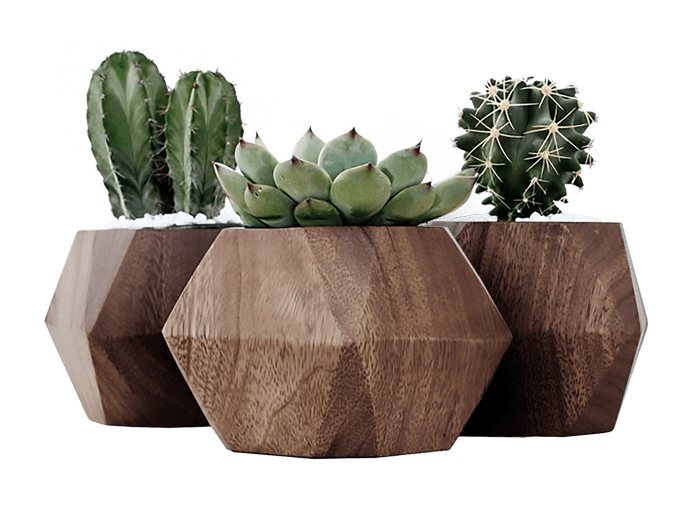 dark-slider-3-plant.png
